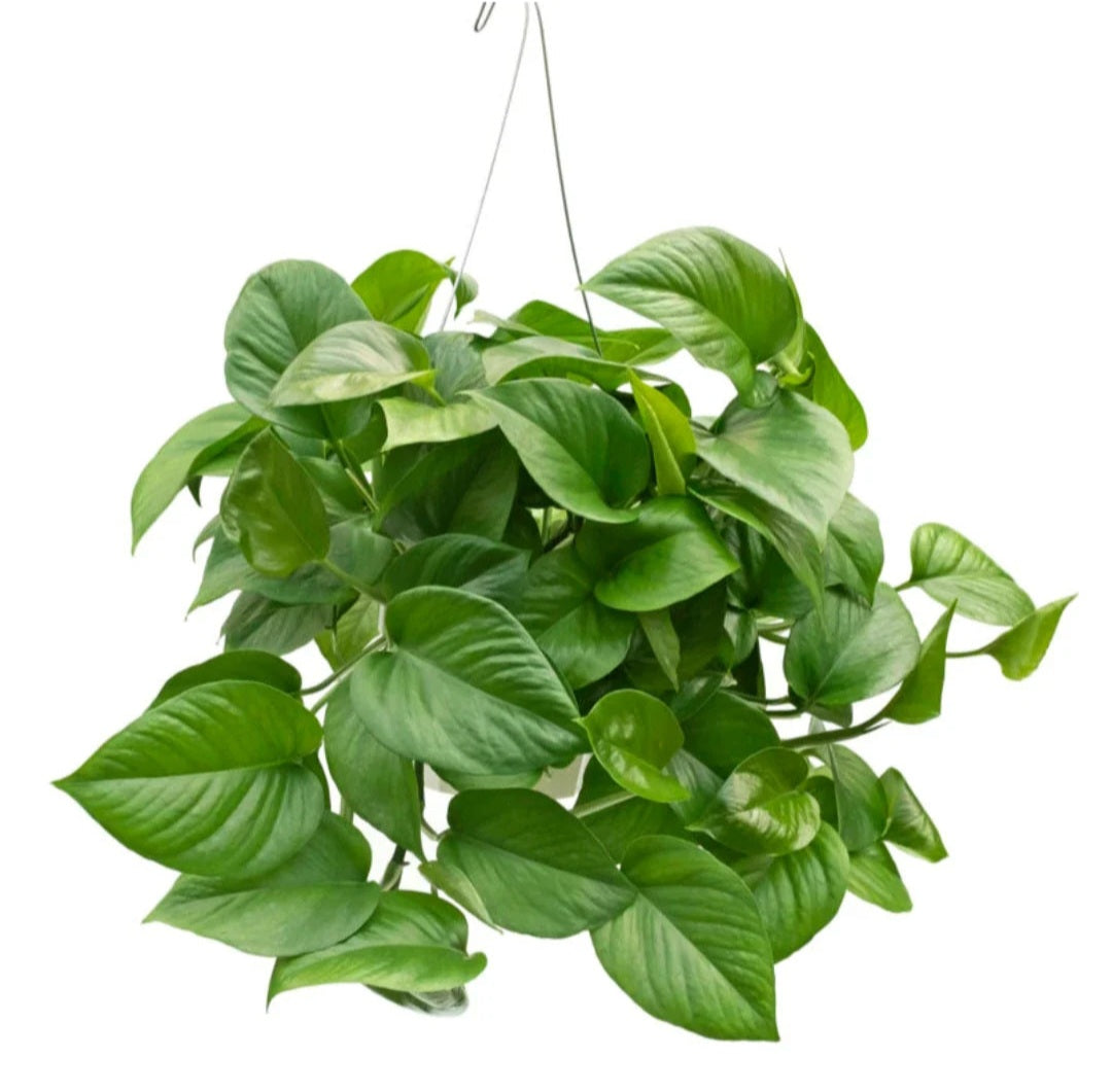 Pothos jade