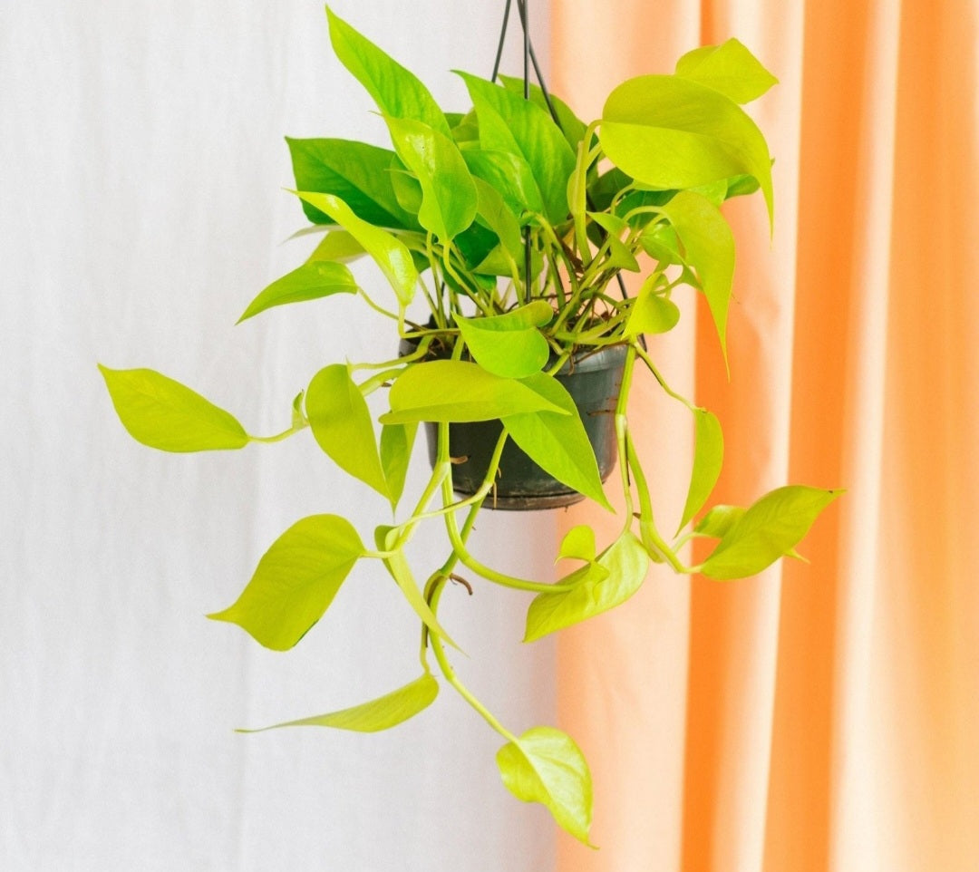 Pothos neon