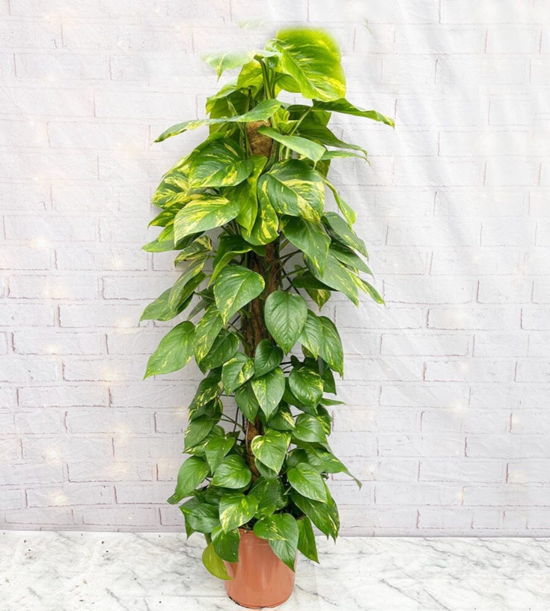 Pothos golden