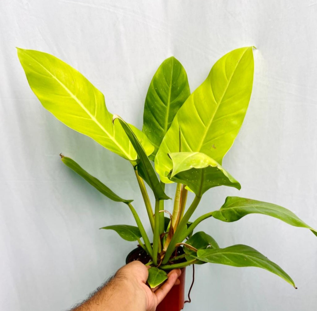Philodendron golden
