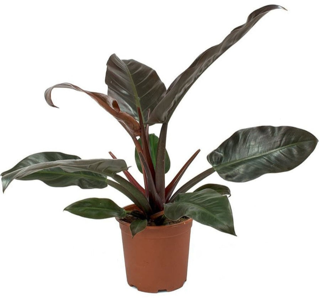 Philodendron red Imperial