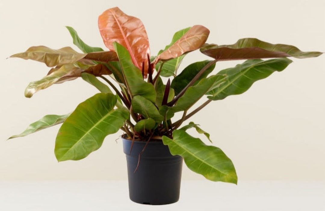 Philodendron prince of orange