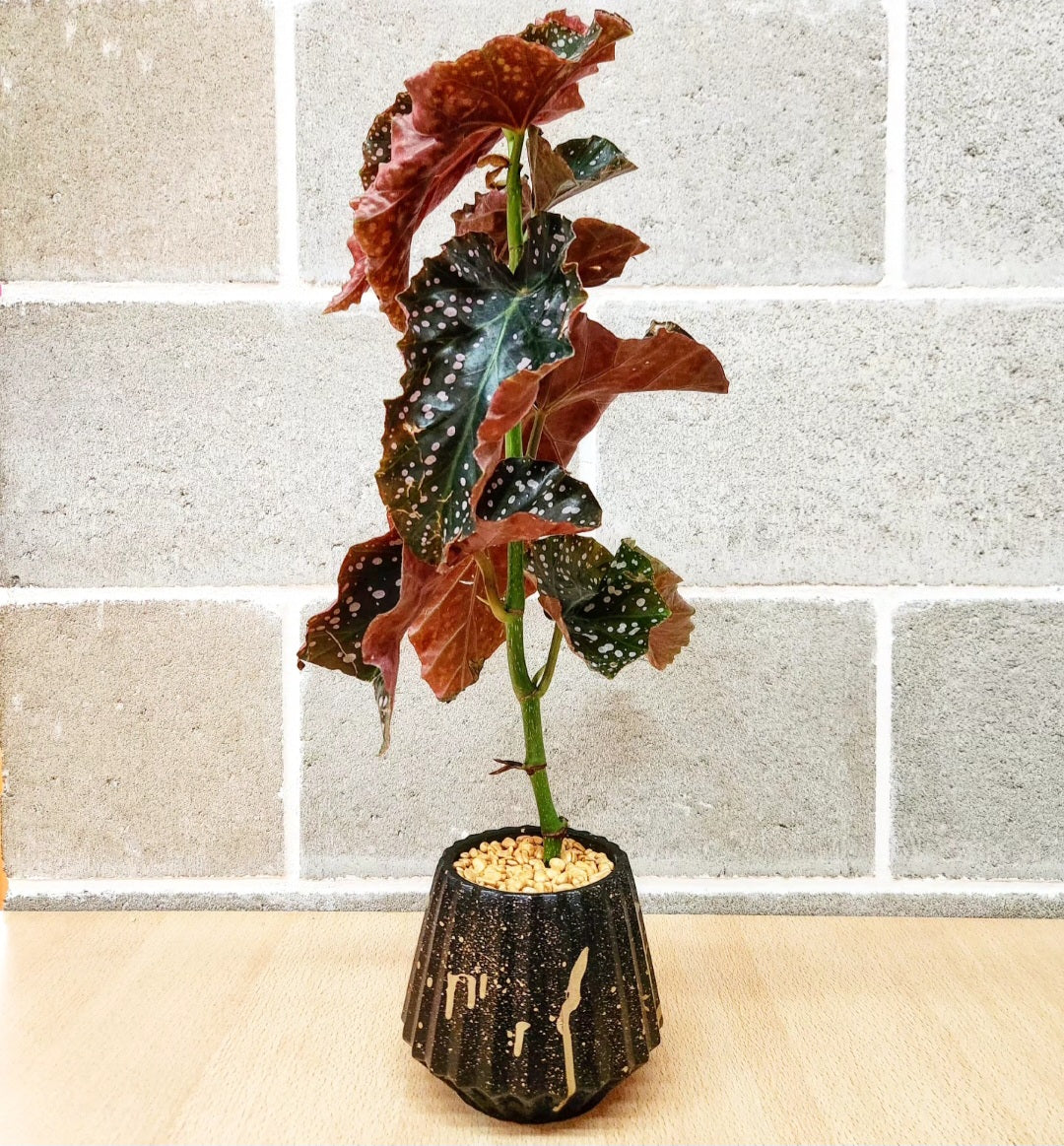 Begonia maculata cracklin rosie