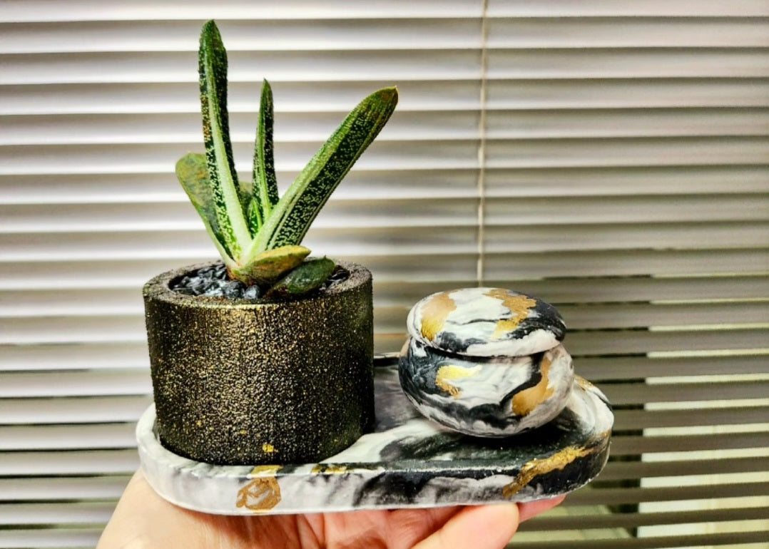 Gasteria little warty