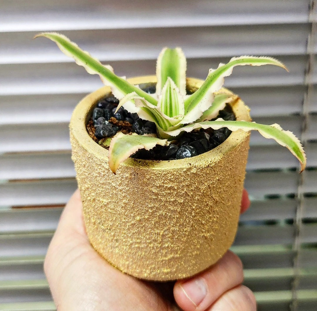 Cryptanthus bivittus