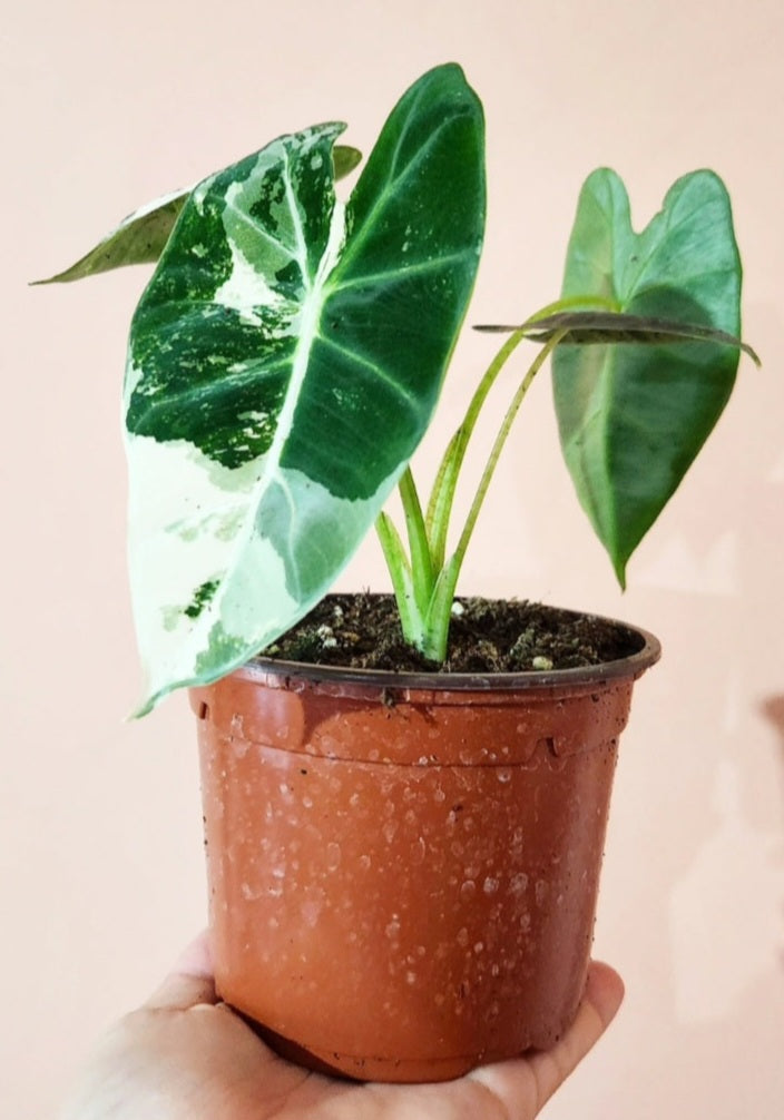 Alocasia frydek variegata