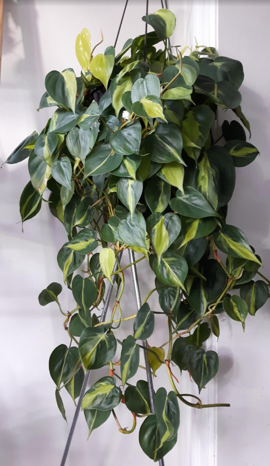 Philodendron brasil