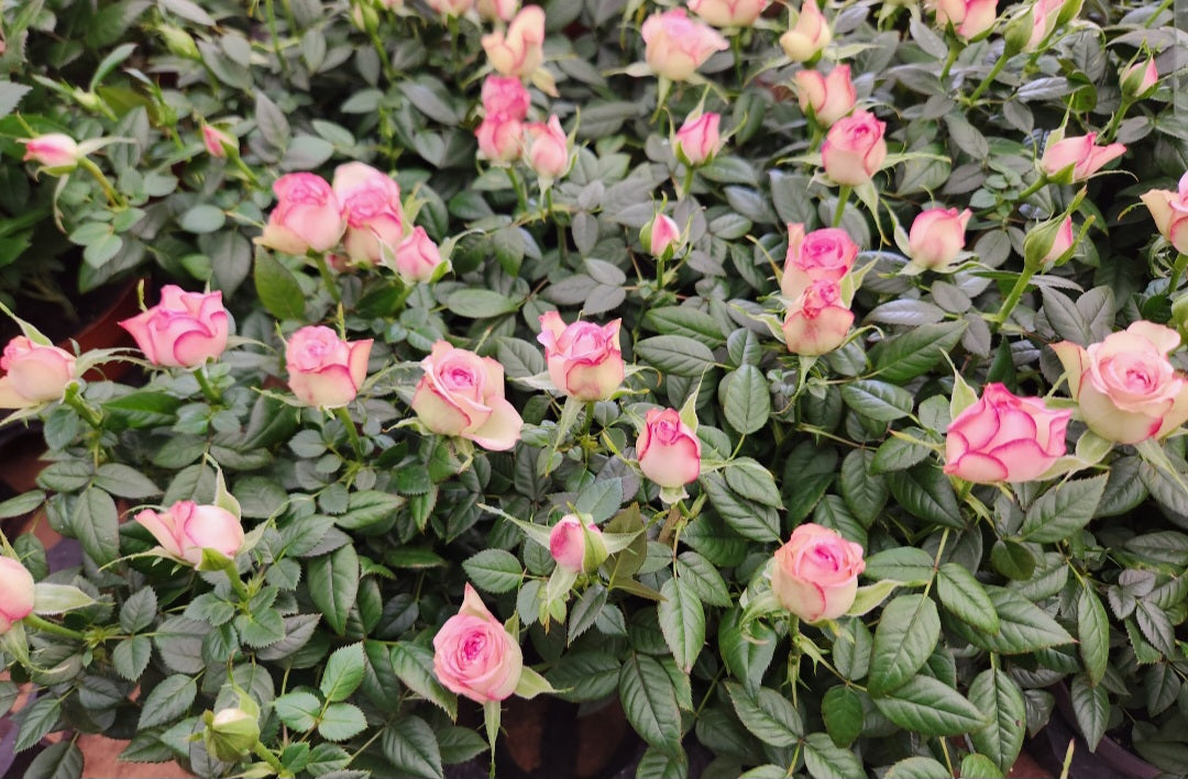 Rosier nanifier (baby rose)