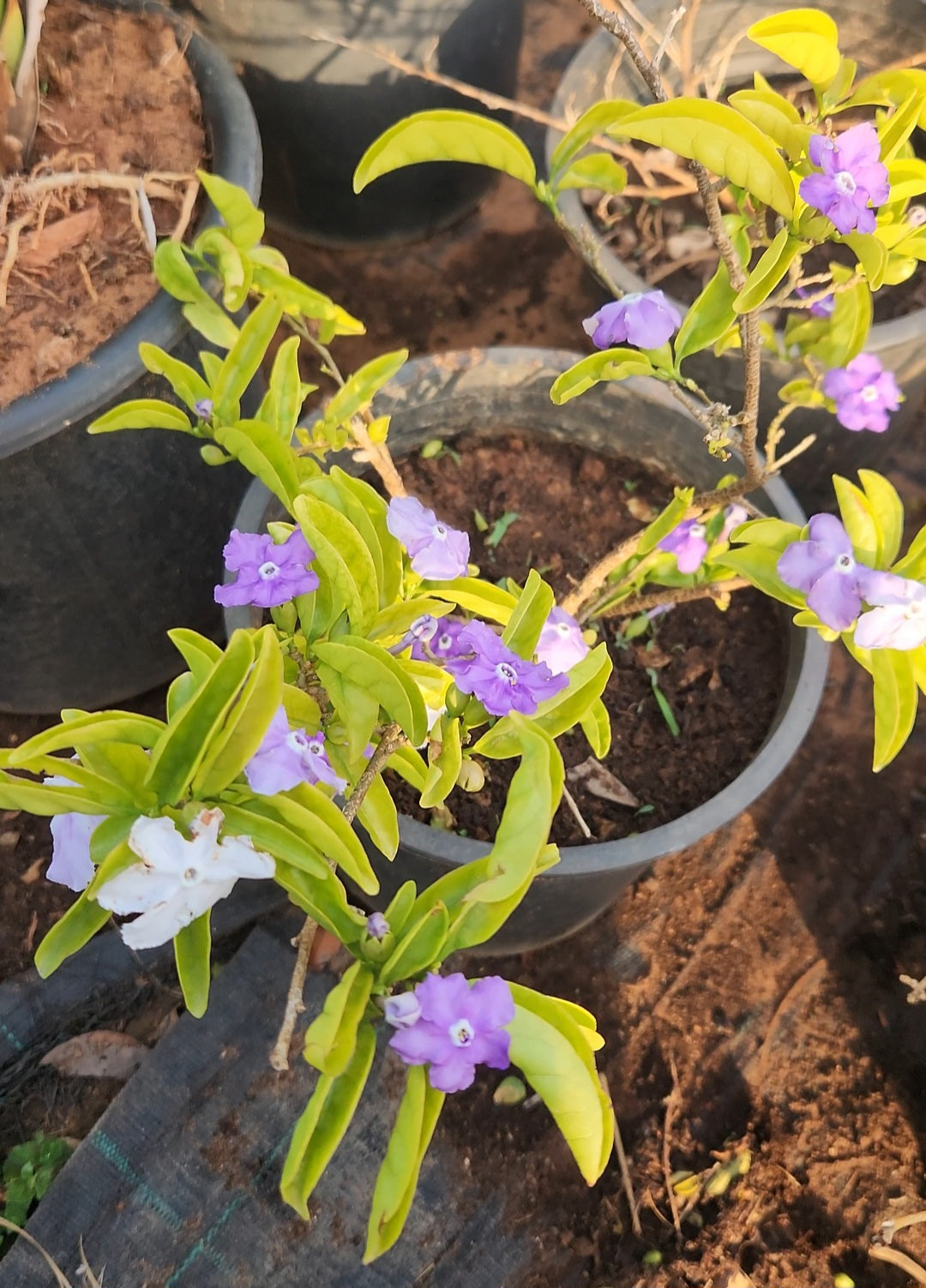 Brunfelsia