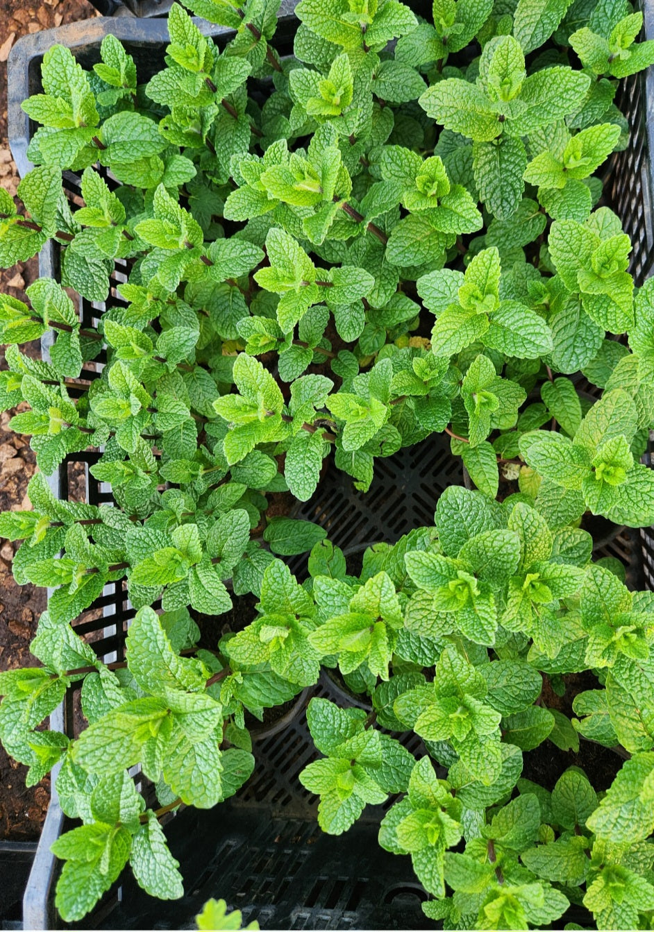 Menthe marocaine