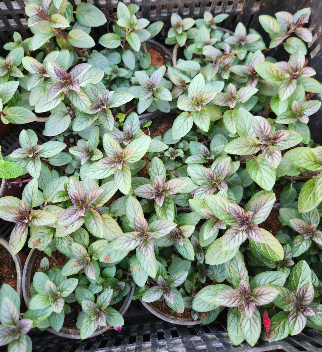 Menthe poivrée chocolat