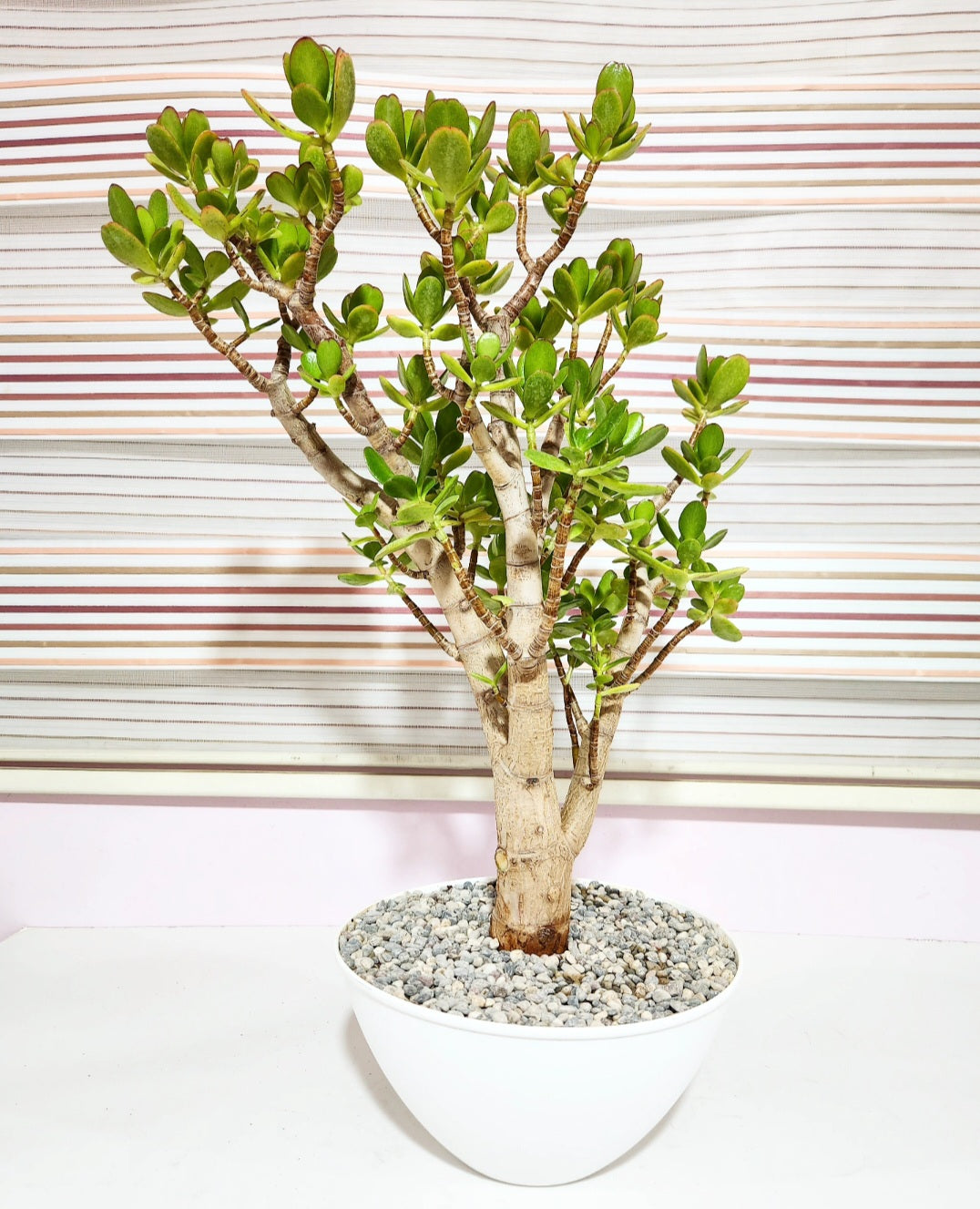 Bonsaï crassula ovata (arbre de jade)