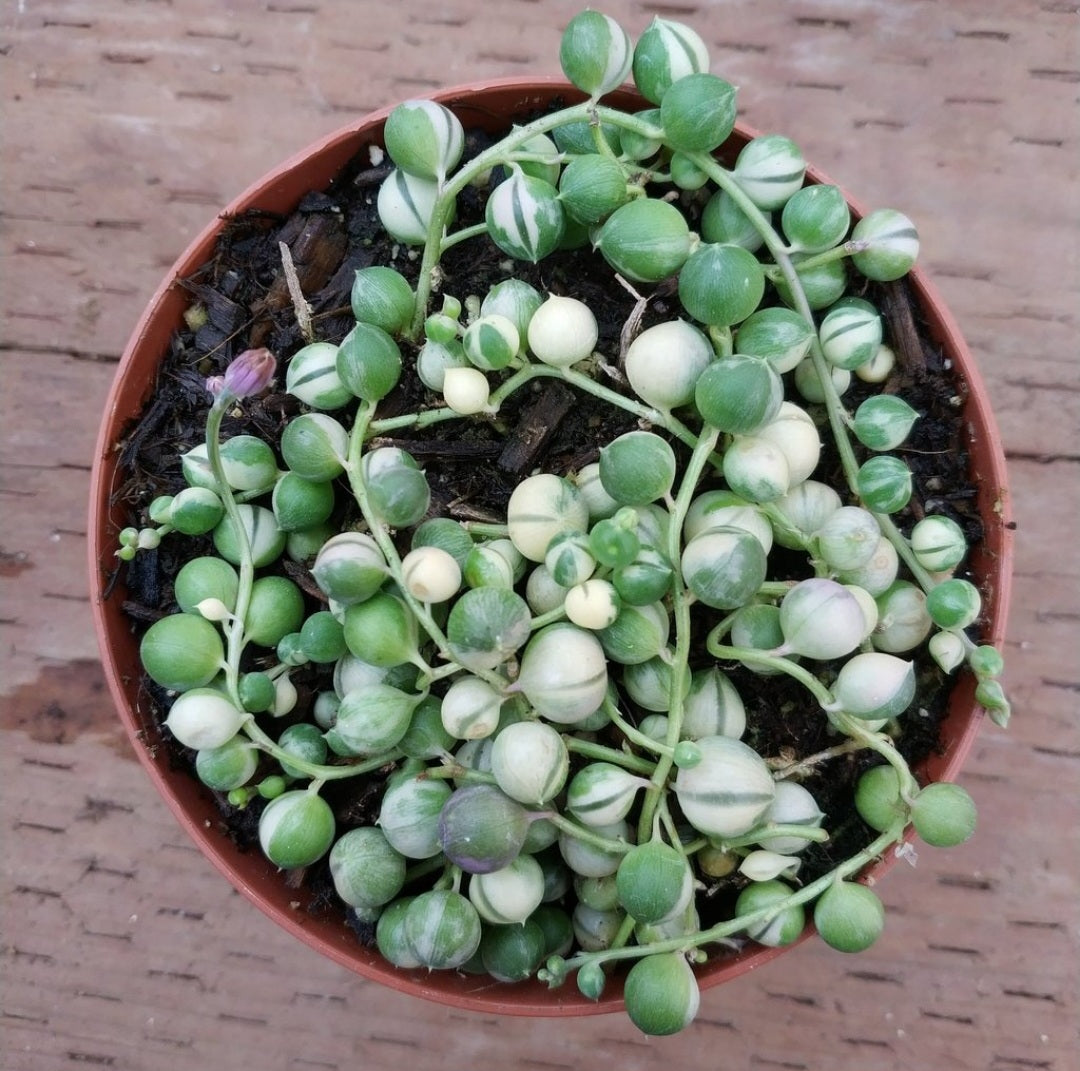 Senecio rowleyanus variegata
