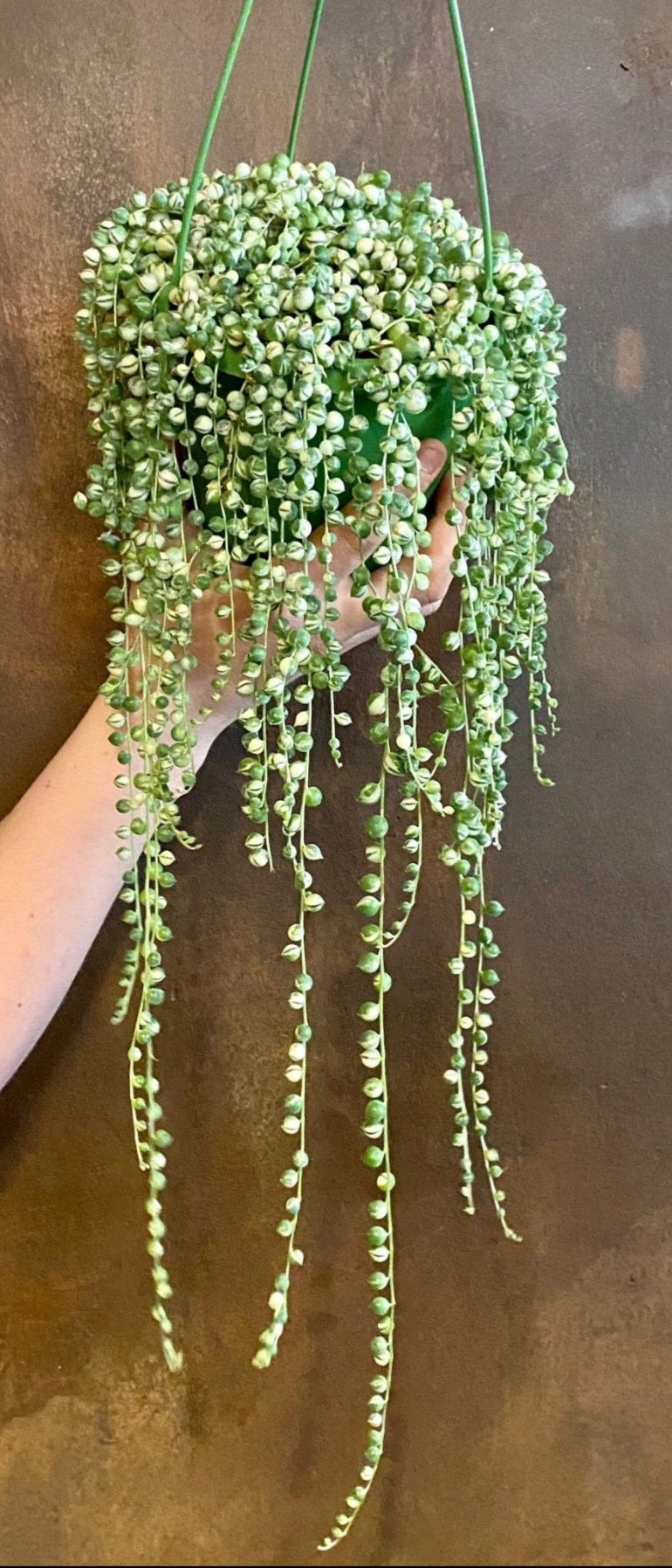 Senecio rowleyanus variegata