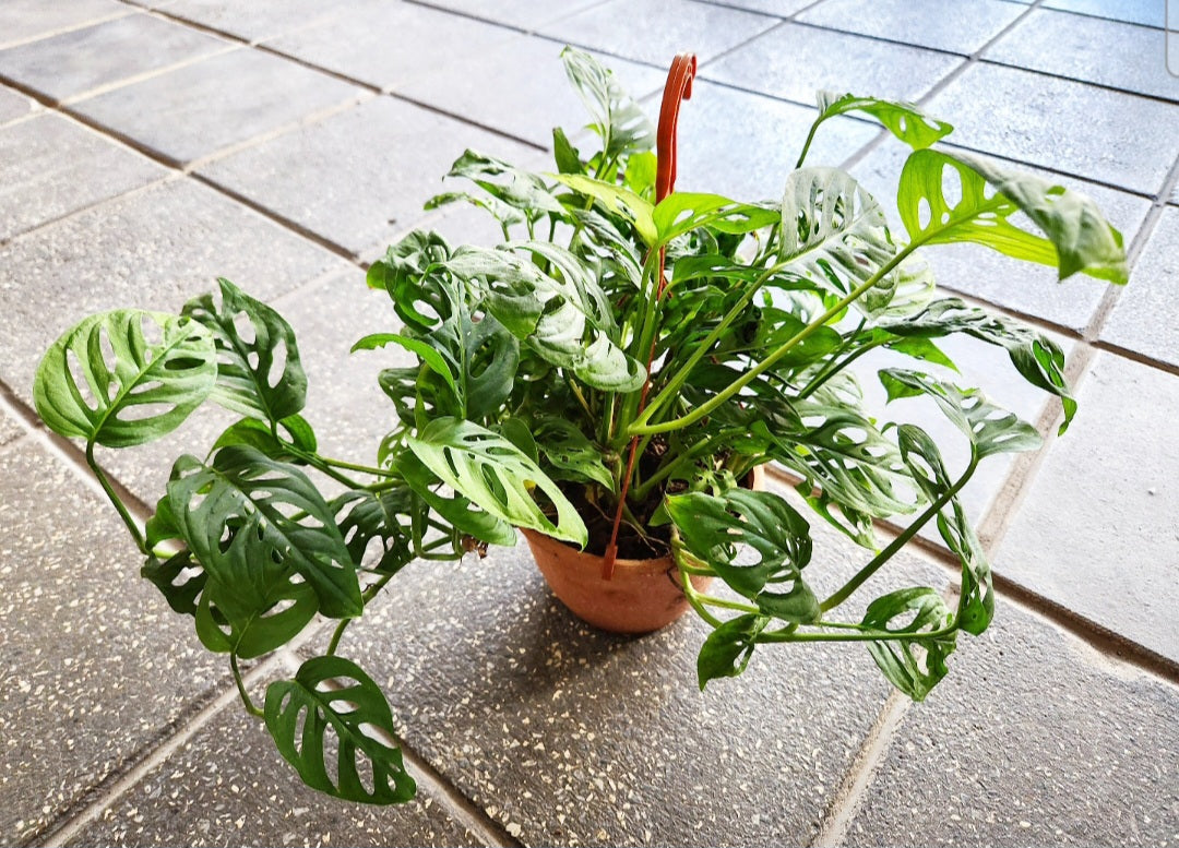 Monstera obliqua monkey leaf