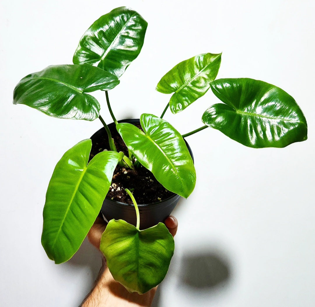 philodendron burle marx moss pole Philodendron burle marx – Machtal Online