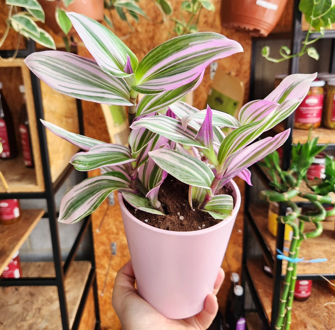 Tradescantia nanouk