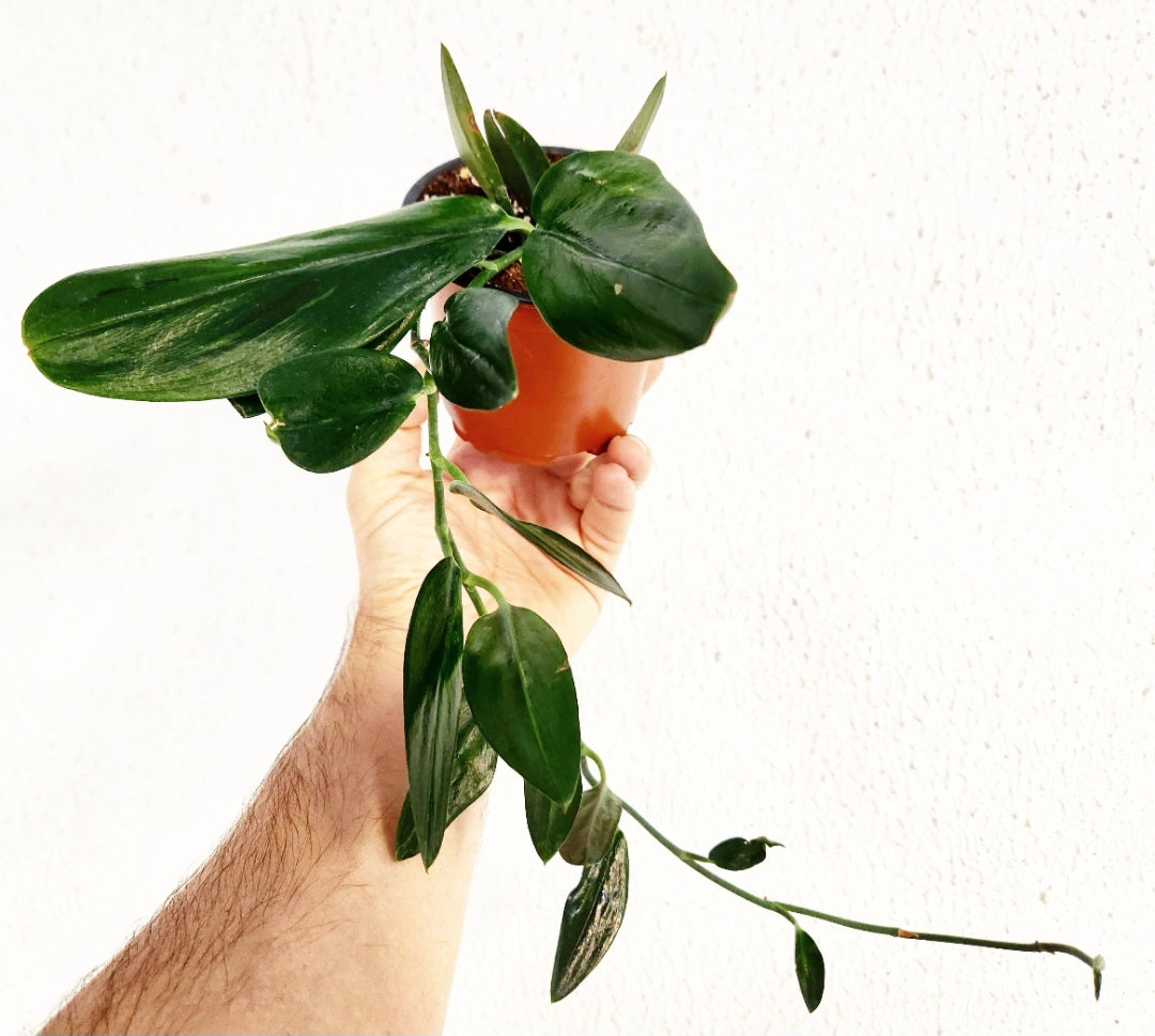 Scindapsus treubii dark form