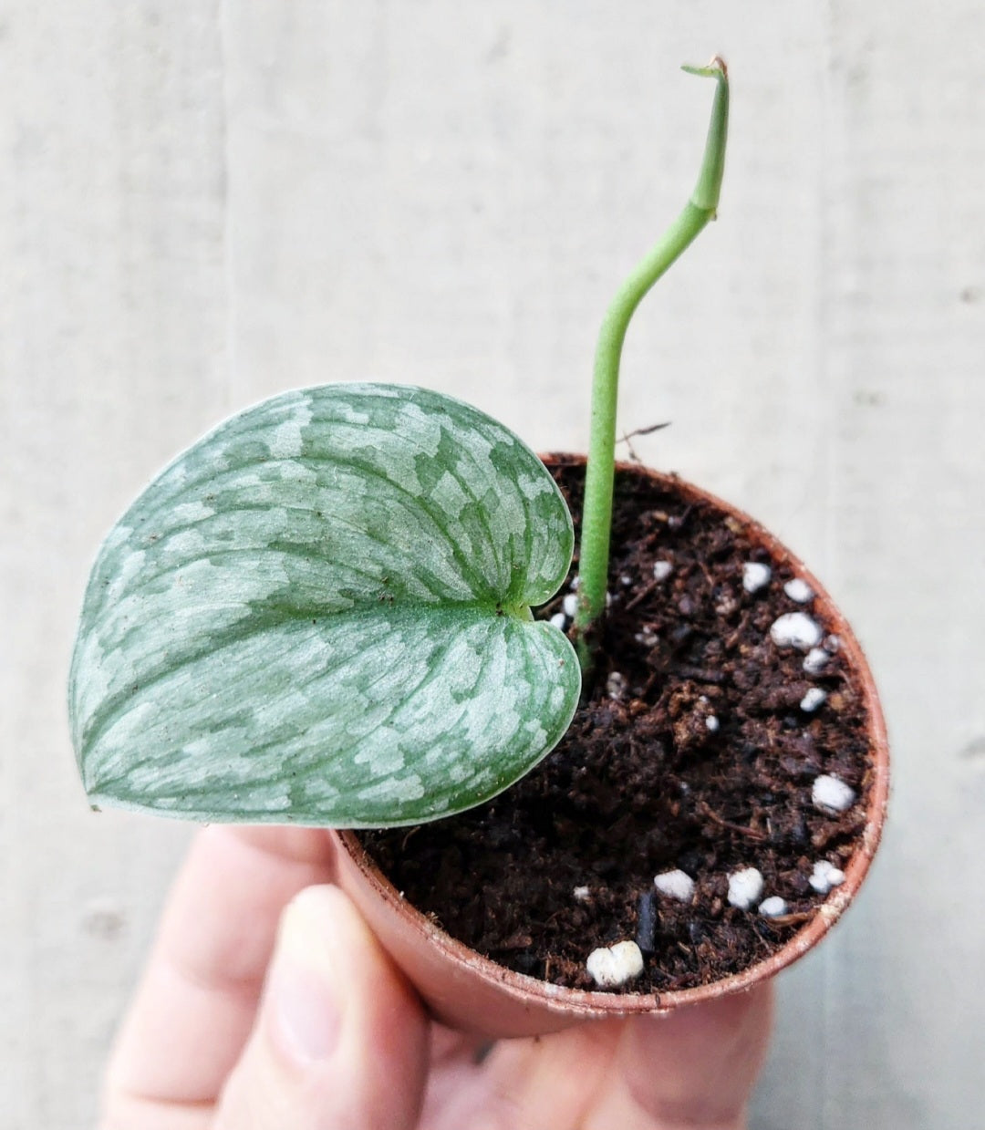 Scindapsus silver splash