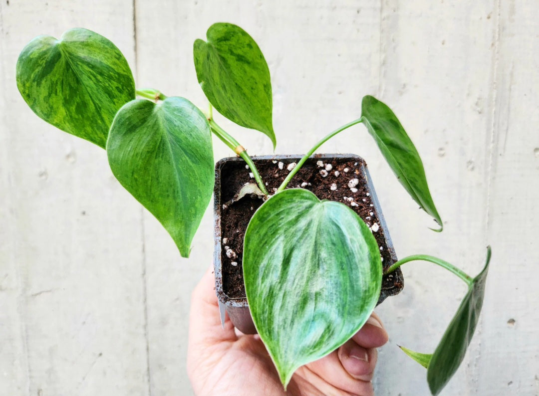 Philodendron hederaceum variegata