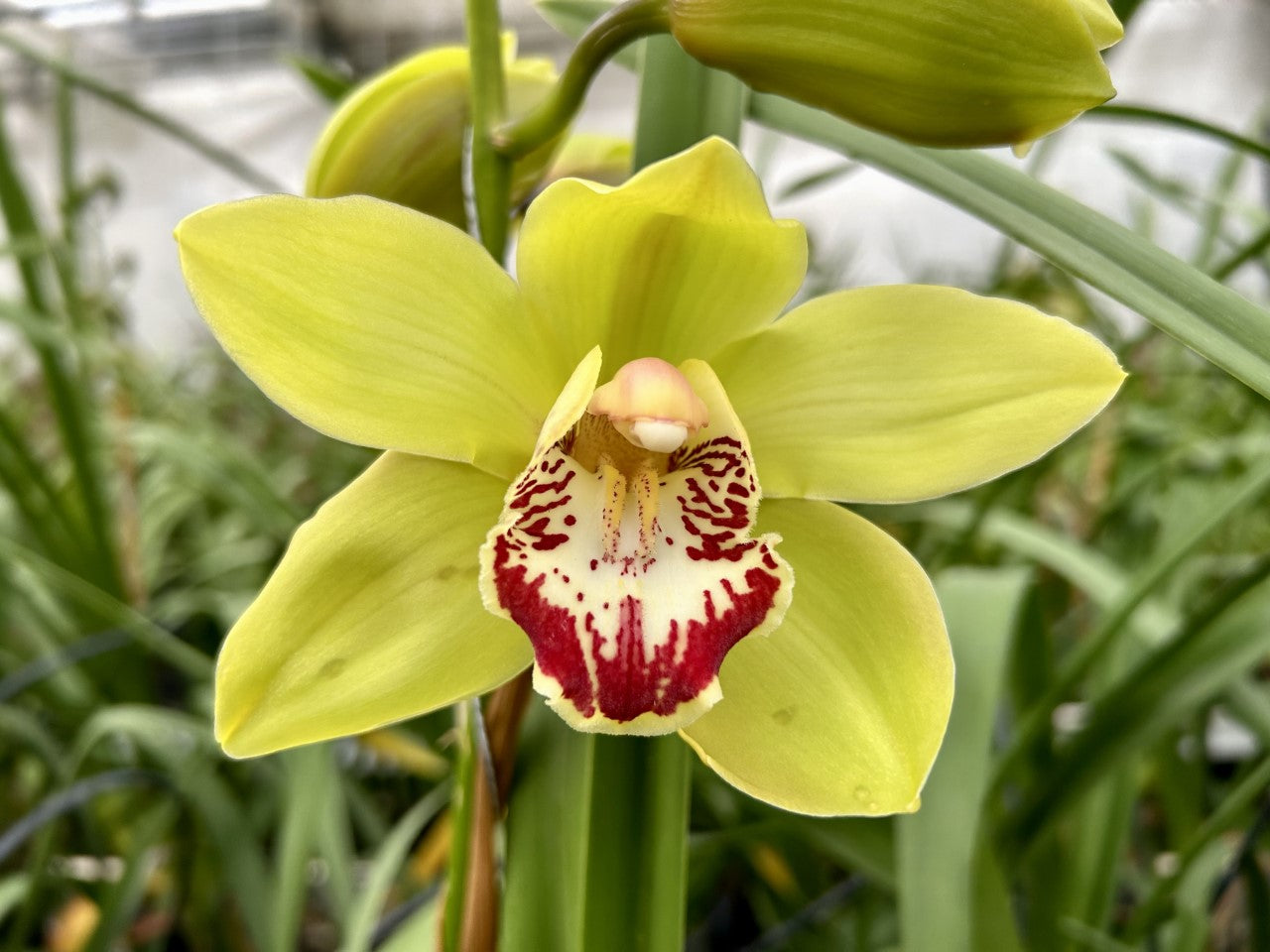 Cymbidium orchid
