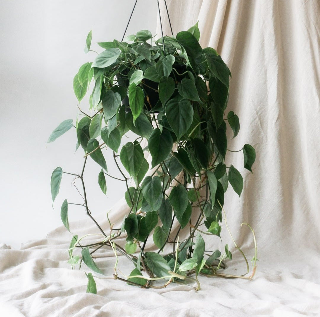 Philodendron scandes heartleaf