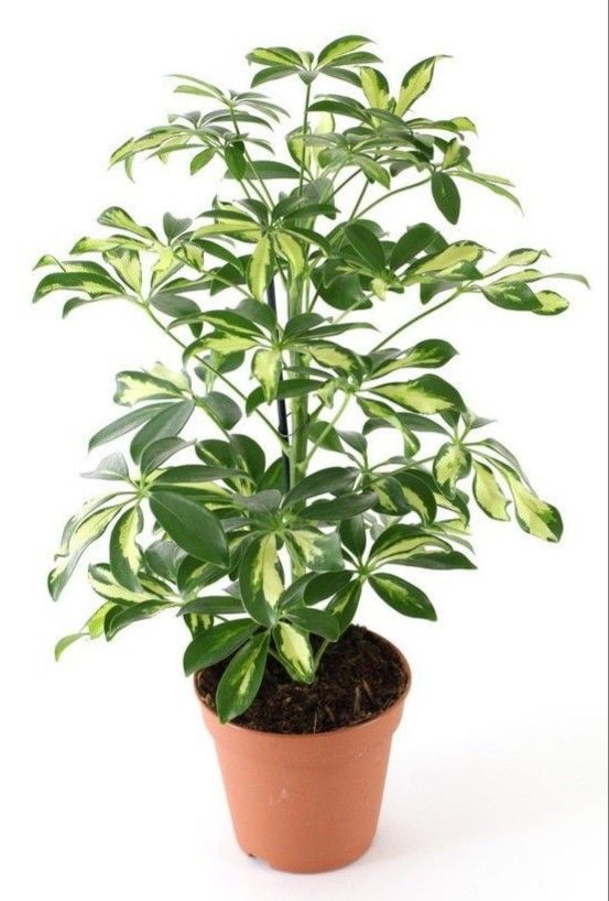 Schefflera arboricola gold capella