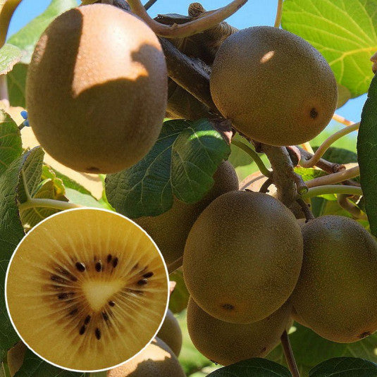 (Kiwi) actinidia golden