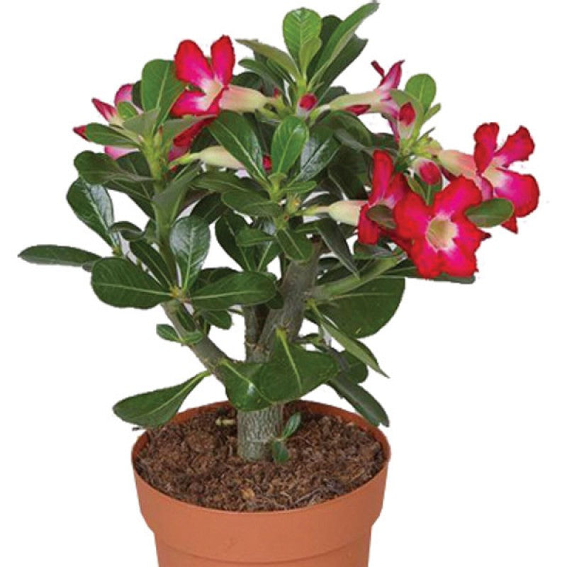 Adenium (rose du désert)