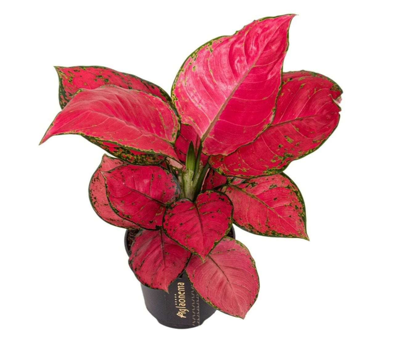 Aglaonema