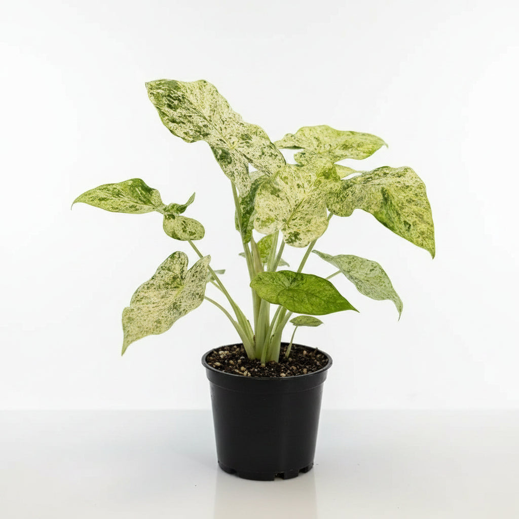 Alocasia odora batik variegata