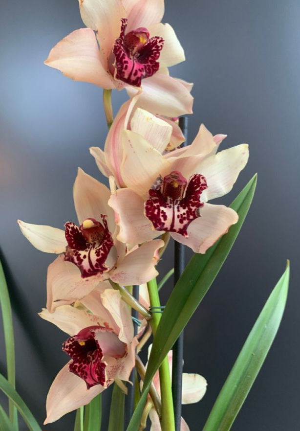 Cymbidium orchid