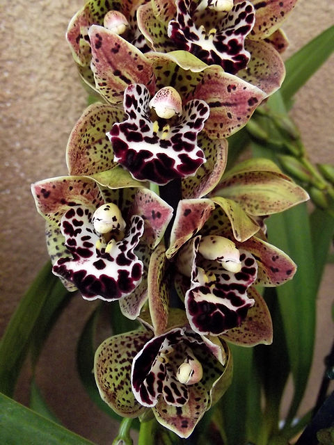 Cymbidium orchid