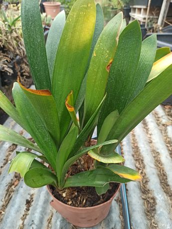 Clivia miniata