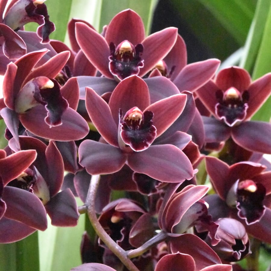Cymbidium orchid