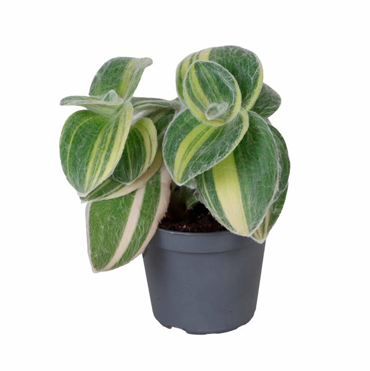 Tradescantia sillamontana variegata 6cm