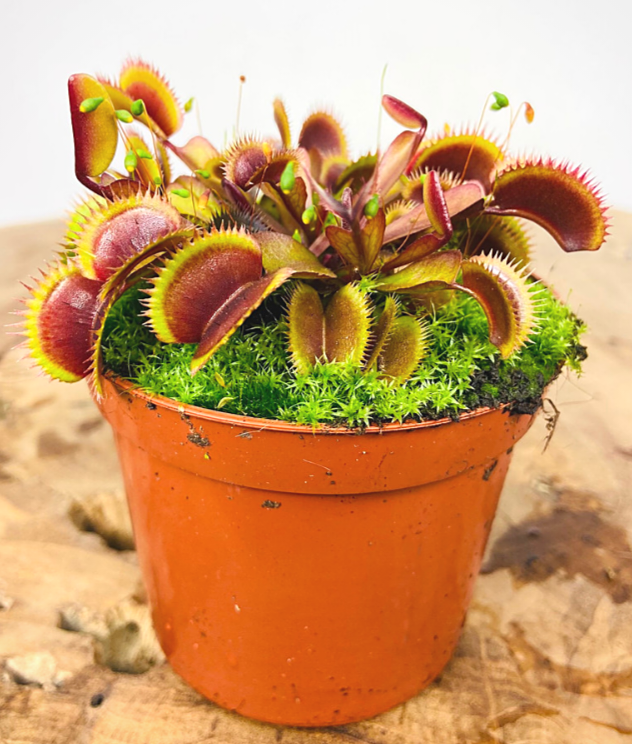 Dionaea muscipula red dragon (venus flytrap)