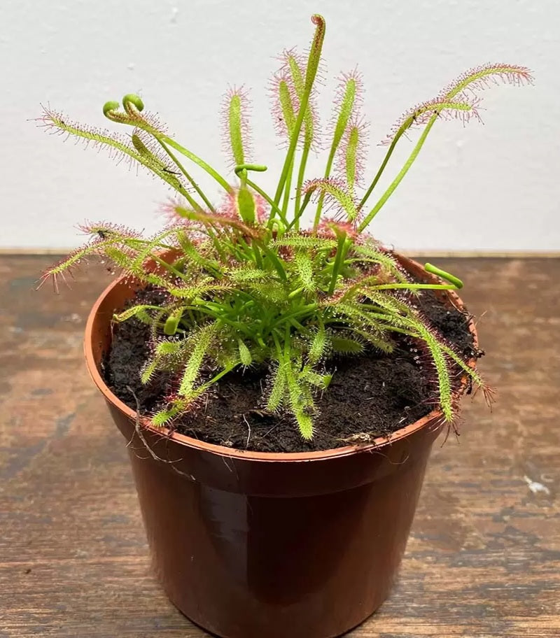 Drosera capensis sundew