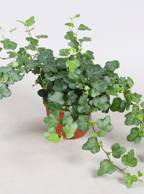 Hedera helix chicago