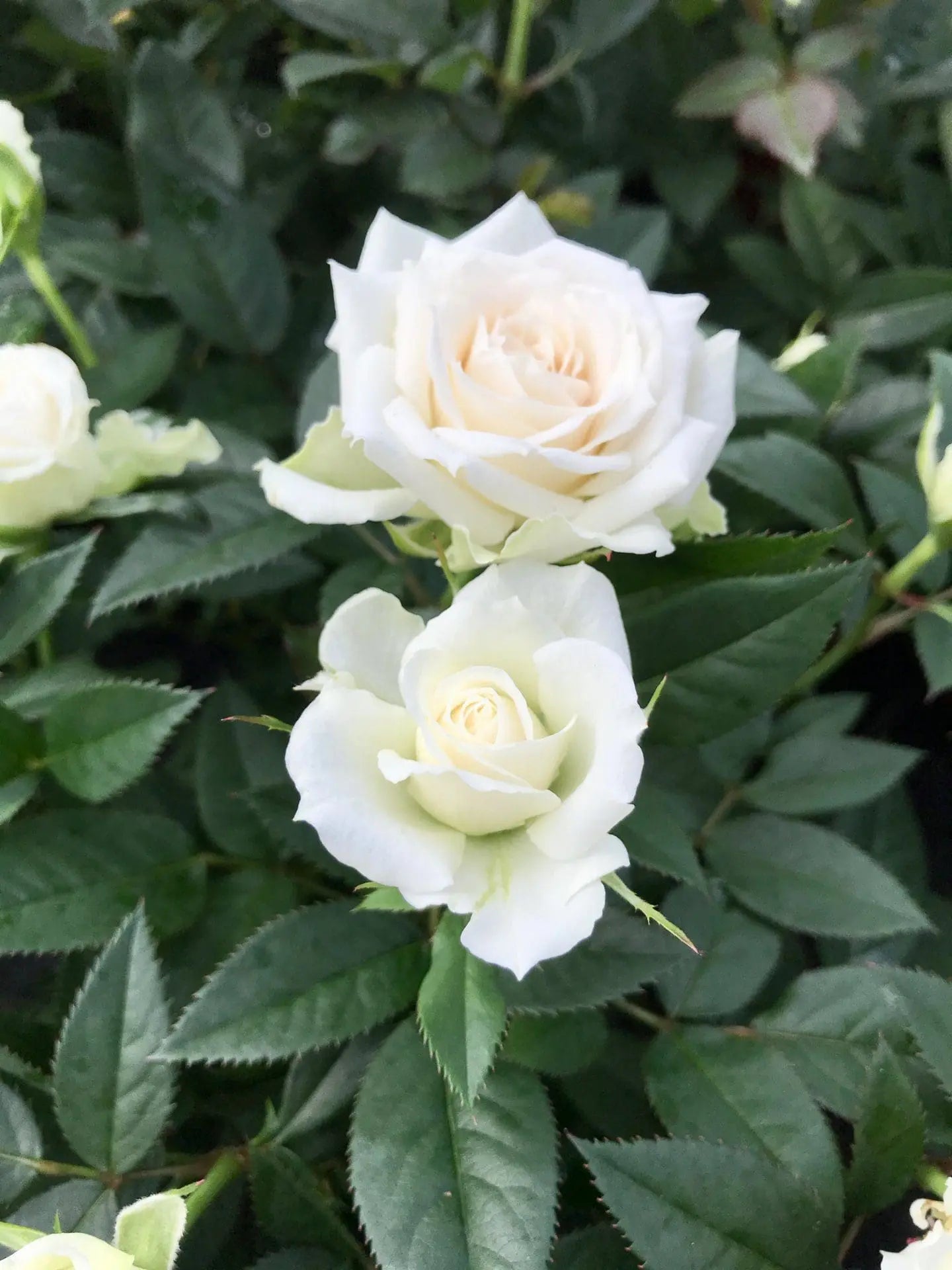 Rosier nanifier (baby rose)