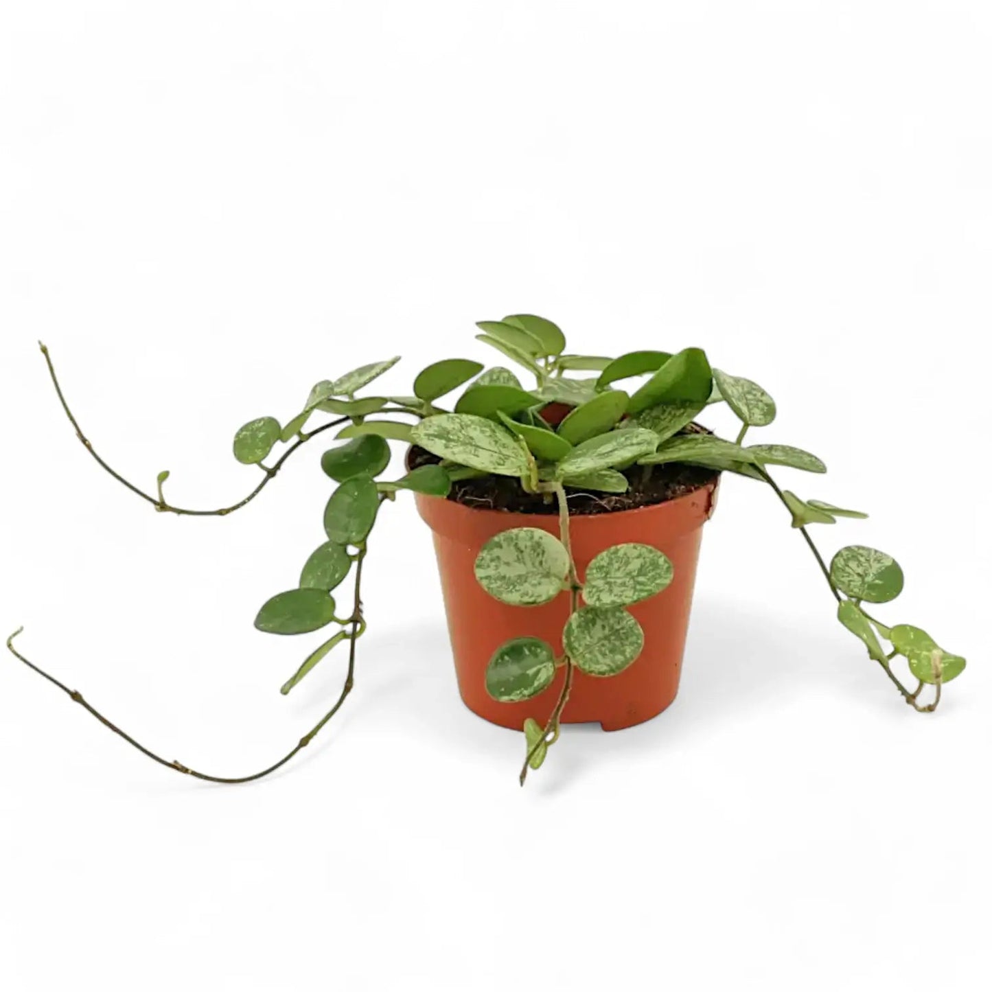 Hoya mathilde splash