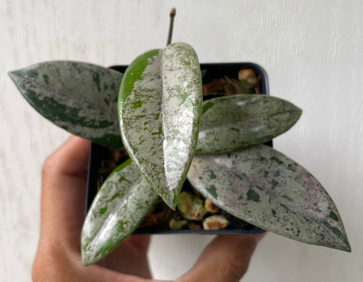 Hoya wilbur graves