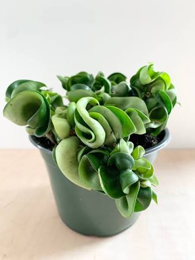 Hoya compacta