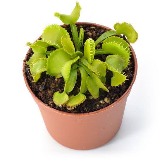 Dionaea muscipulata green wizard (venus flytrap)