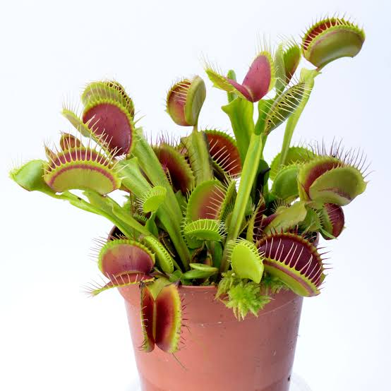 Dionaea muscipula black star (venus flytrap)