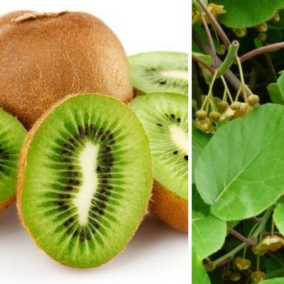 (Kiwi) actinidia tomuri hayward impollinatore