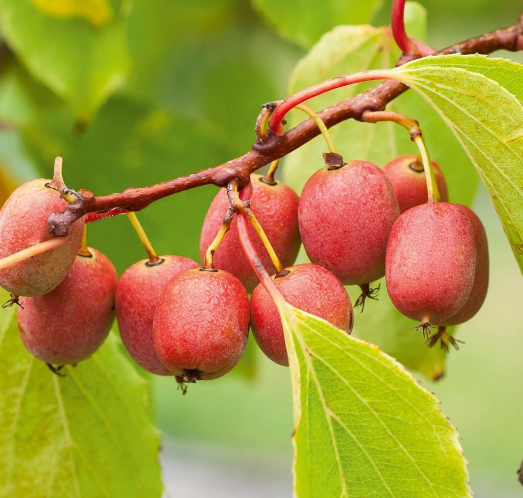 (Kiwi) Actinidia ken's red hardy