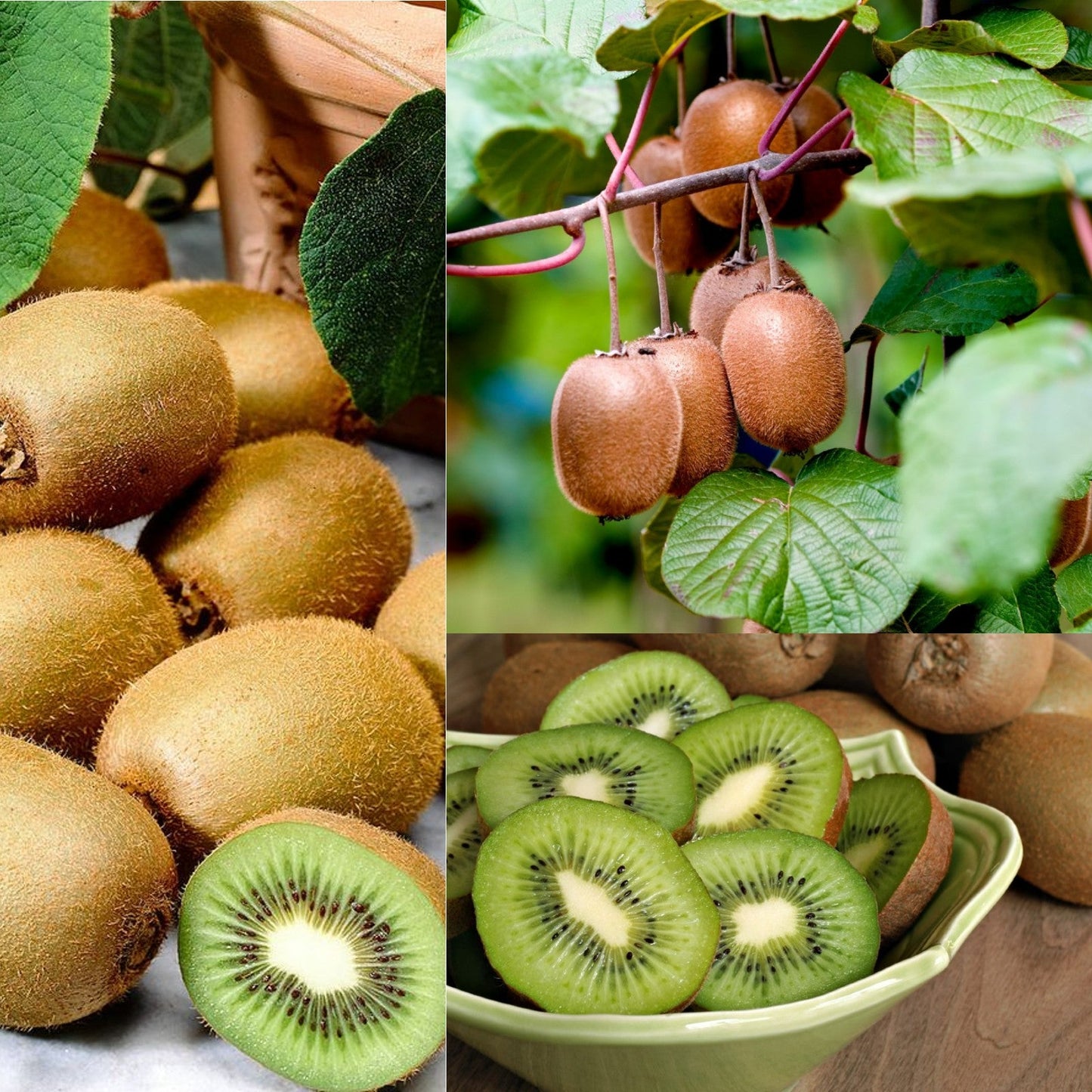 (Kiwi) actinidia jenny
