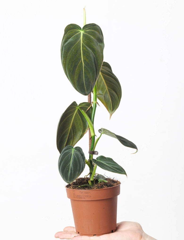 Philodendron melanochrysum