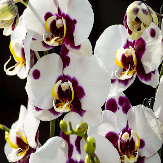 Phalaenopsis orchid